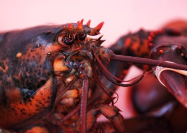 Switzerland Bans Boiling Conscious Lobsters Alive