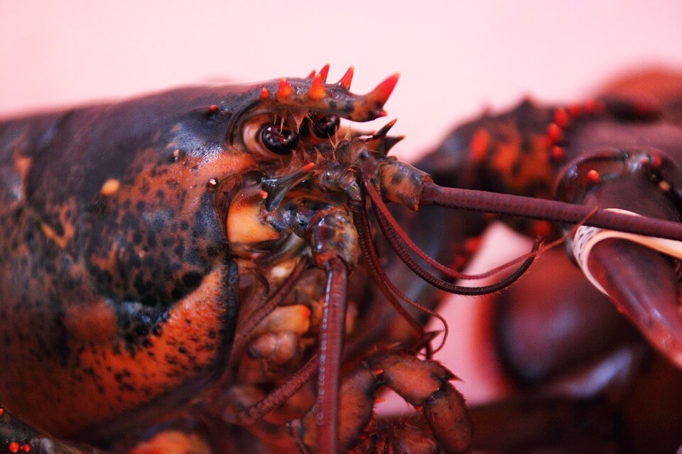 Switzerland Bans Boiling Conscious Lobsters Alive Switzerland Bans Boiling Conscious Lobsters Alive