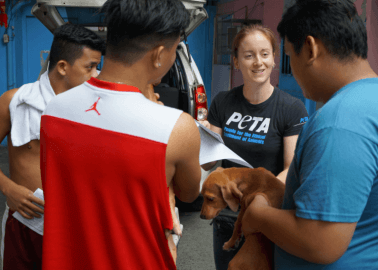 Traveling in the Philippines? Volunteer to Help Animals