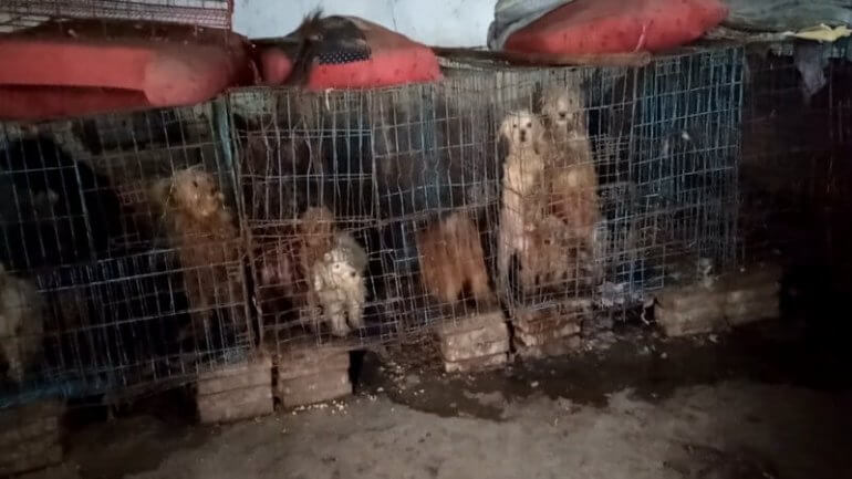 whats wrong with puppy mills