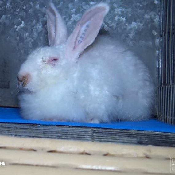 Dolce and Gabbana Sells Fur from Tortured Rabbits