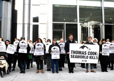 Victory! Travel Giant Thomas Cook Cuts Ties With SeaWorld Following Yearlong PETA Campaign