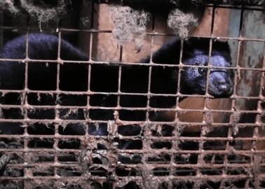 Watch: Minks Driven Insane on Maggot-Infested Canadian Fur Farms