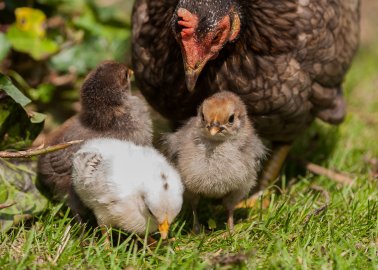 Victory! Plans for Monstrous Chicken Farm in Northamptonshire Are Withdrawn
