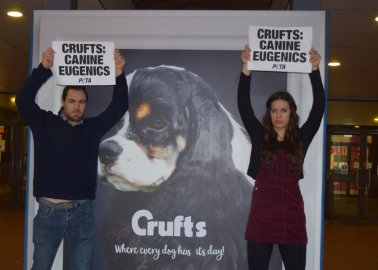 Here’s Why PETA Supports the Activists’ Actions at Crufts
