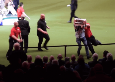 Watch: Activists Crash Crufts’ ‘Best in Show’ to Protest Extreme Dog Breeding
