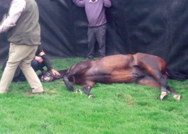 RIP Lilbitluso: Horse Dies on First Day of Grand National Festival