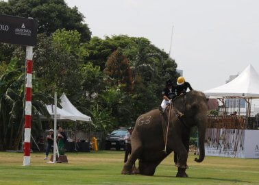 Breaking: Elephants Violently Beaten for ‘Charity’ Polo Match