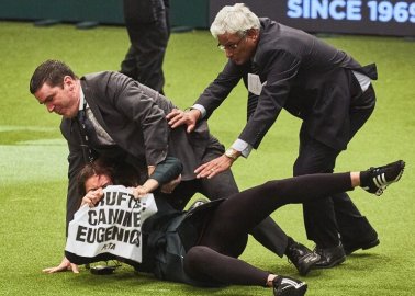 Crufts Tries to Silence Activism With DMCA Takedowns – YouTube, Twitter Side With PETA