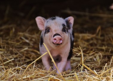Victory! Plans for Pig Factory Farm in Durham Are Withdrawn