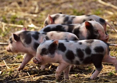 Victory for Pigs! Rugby Council Says No to Cruel Factory Farm
