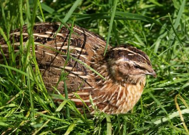 Disturbing New Footage Shows Birds Suffering on UK Quail-Egg Farm