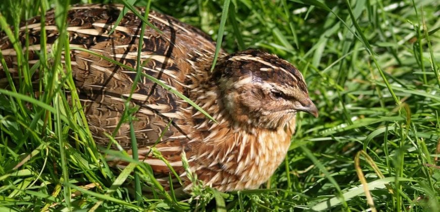 Disturbing New Footage Shows Birds Suffering on UK Quail-Egg Farm