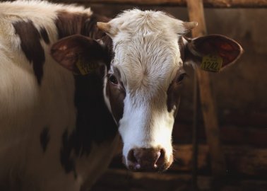 Belgium’s Ban on Ritual Slaughter: A Small Step in the Right Direction