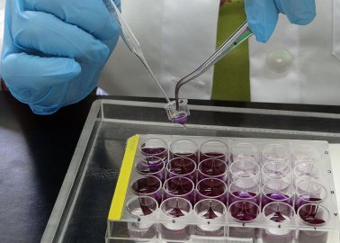 Science Consortium Advances Non-Animal Testing – One Scientist at a Time