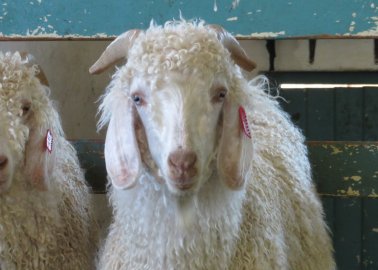 Cruelty-to-Animals Charges Filed After Mohair Exposé