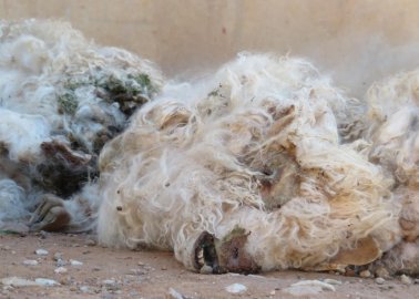 Goats Thrown, Cut, and Killed for Mohair