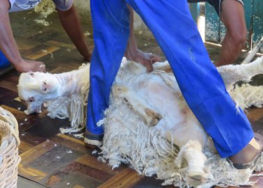 Progress! M&S, Next, and Primark Among Brands Banning Mohair After PETA Asia Investigation