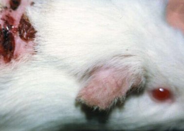 REACH: the Largest Animal-Testing Programme in the World
