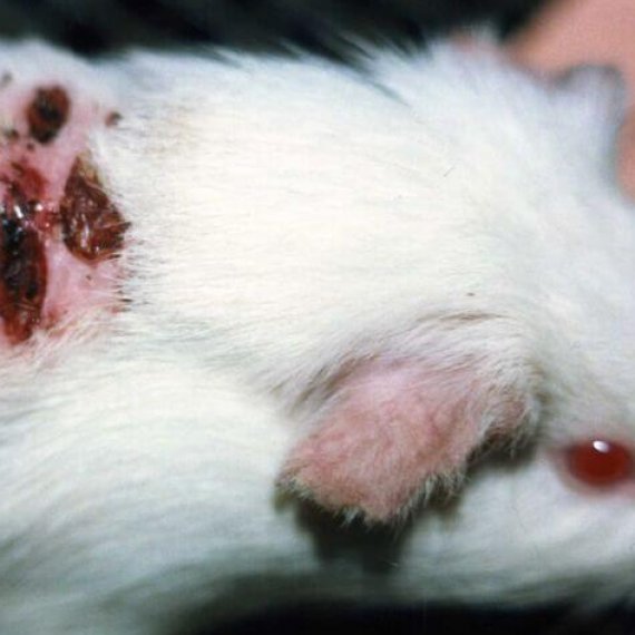 REACH: the Largest Animal-Testing Programme in the World