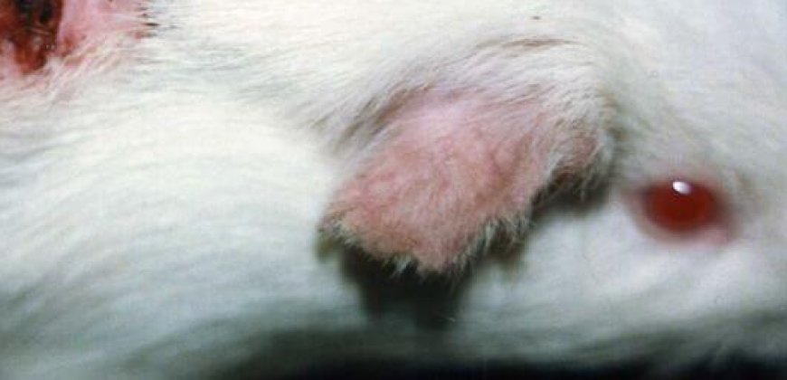 Chemical Testing | Animals Are Not Ours to Experiment On | PETA UK Chemical Testing | Animals Are Not Ours to Experiment On | PETA UK