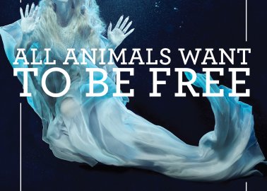 Amanda Holden Goes Underwater to Protest SeaWorld