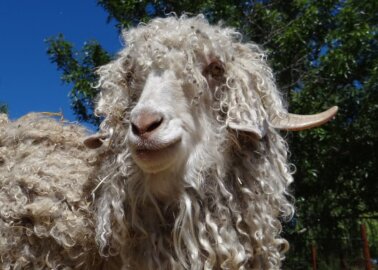 Great News for Goats! Kelly Hoppen Bans Mohair After PETA Exposé