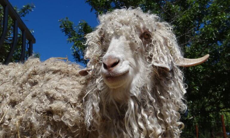 Cruelty-to-Animals Charges Filed After Mohair Exposé Cruelty-to-Animals Charges Filed After Mohair Exposé