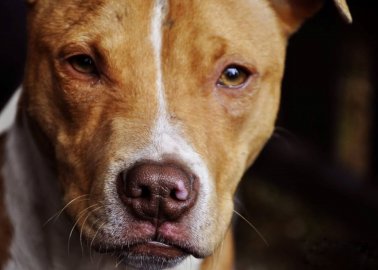Why PETA Supports Breed-Specific Laws