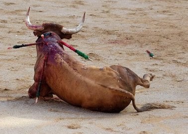 Urge Spain’s New Prime Minister to End the Bloody Torture of Bulls