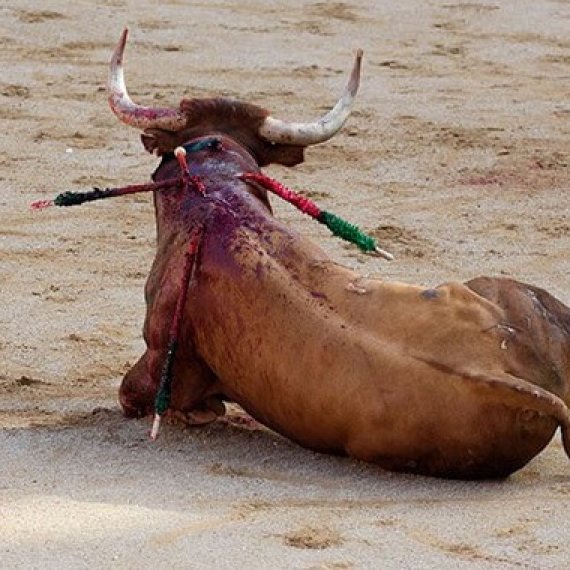 Urge Spain’s New Prime Minister to End the Bloody Torture of Bulls