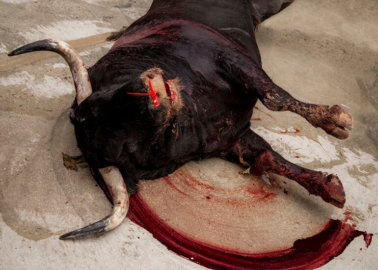 Another Nail in the Coffin of the Bullfighting Industry
