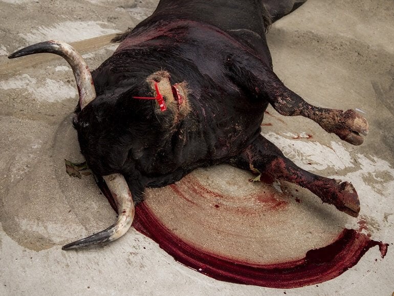 A bull who was killed during a bullfight.