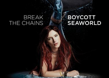 Bella Thorne Urges SeaWorld to Release Imprisoned Orcas