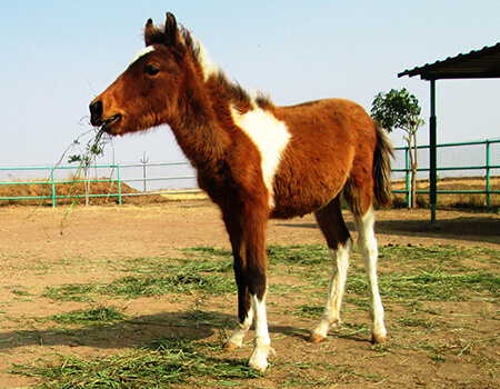 Animal Rahat: 15 Years of Groundbreaking Work for Animals Animal Rahat: 15 Years of Groundbreaking Work for Animals
