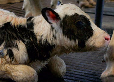 Take Action for Cows