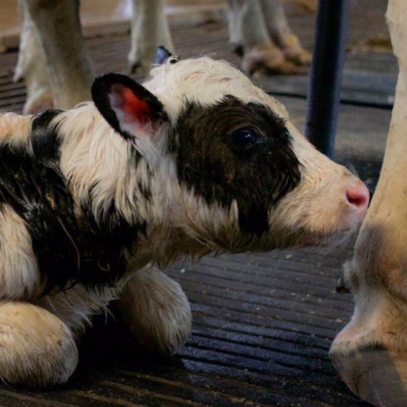 Take Action for Cows