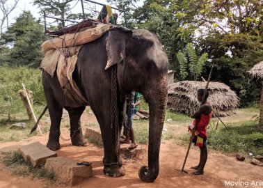 Sri Lanka’s Shameful Elephant Abuse