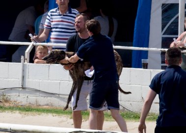 Greyhounds Forced to Race Despite UK Heatwave