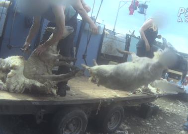 Investigation: Sheep in the UK Beaten, Stamped on, Cut, and Killed for Wool