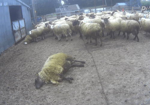 dead sheep