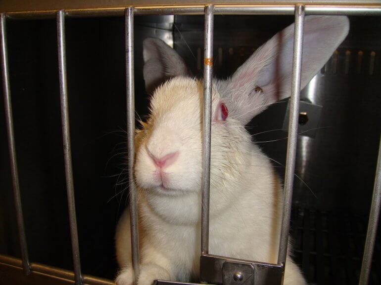 VIV Rabbit 3