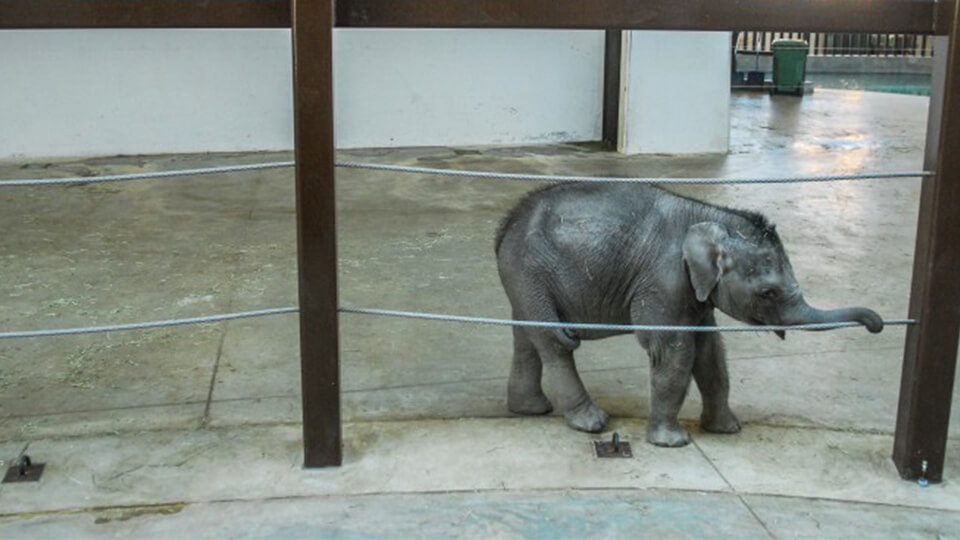 9 Reasons Not to Visit Zoos 9 Reasons Not to Visit Zoos