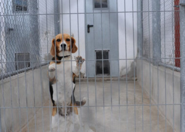 Dogs Are Killed in Stroke Experiments – It Has to Stop