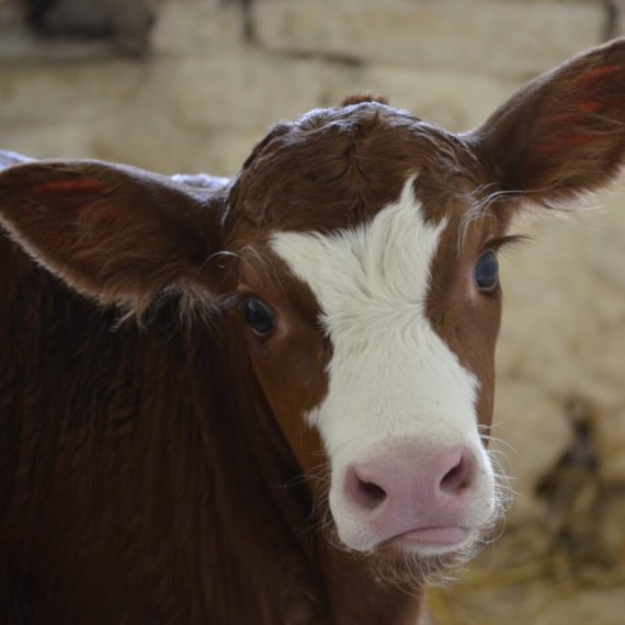 Why You Should Go Vegan