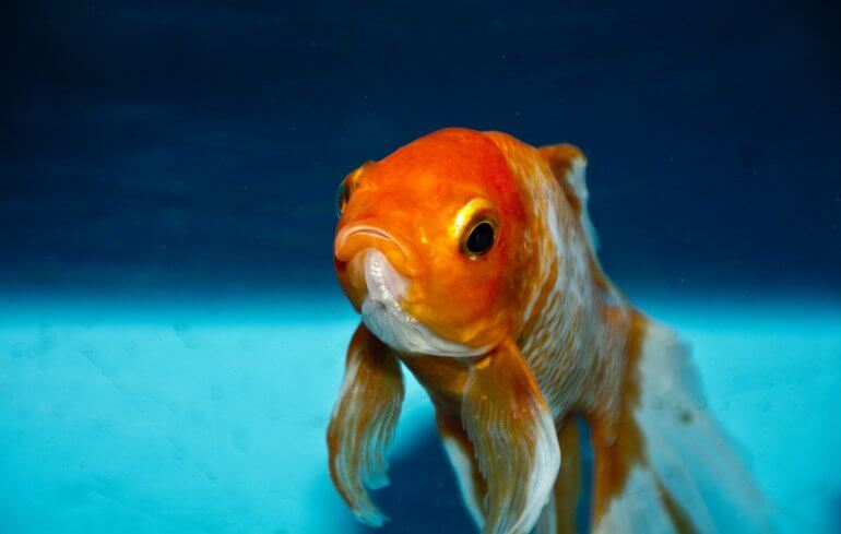 Goldfish, frish cruelty