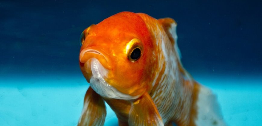 Goldfish Taken Home From Funfairs Often Die Within Days
