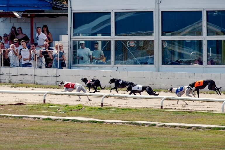 british greyhound racing