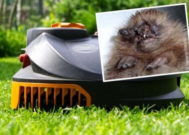 Robot Lawnmower Threat to Hedgehogs – Wildlife Mutilated by Automatic Gardening Tools