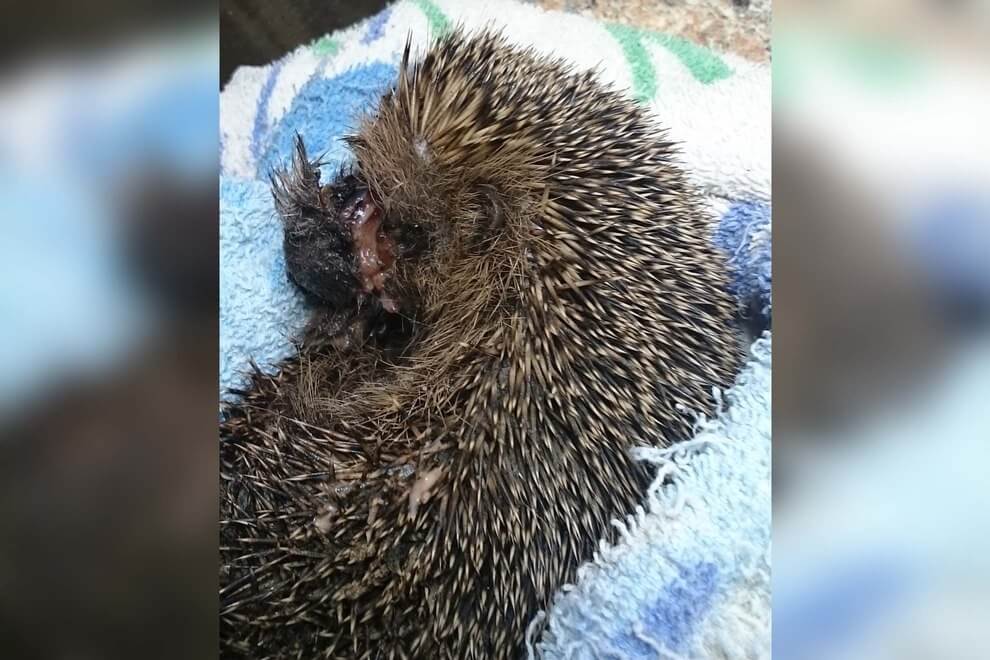 Robot Lawnmower Threat to Hedgehogs Wildlife Mutilated by Automatic